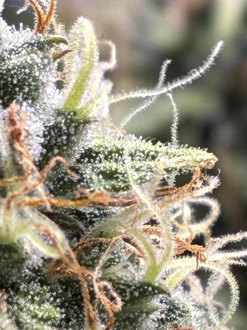 Wedding cake auto+milkywayf1 hybrid auto. Week 9