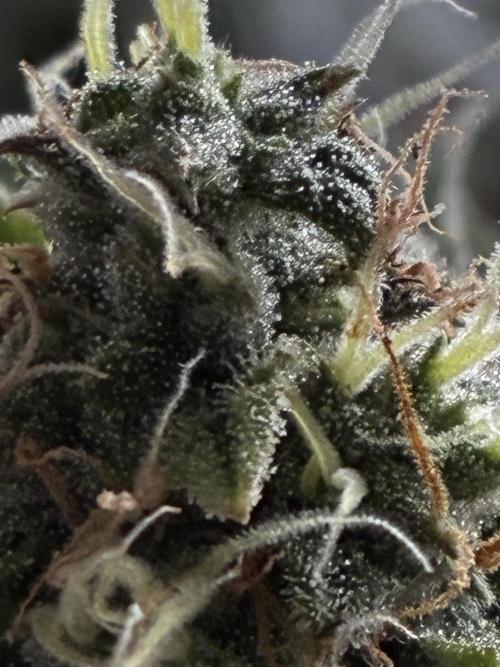 Wedding cake auto+milkywayf1 hybrid auto. Week 9