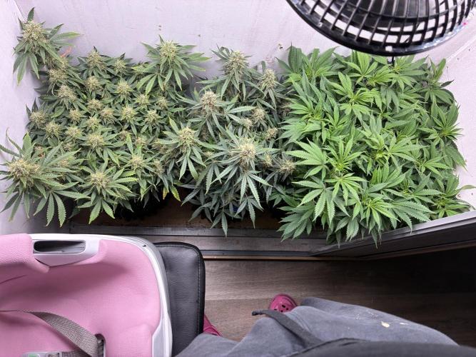 Wedding cake auto+milkywayf1 hybrid auto. Week 9