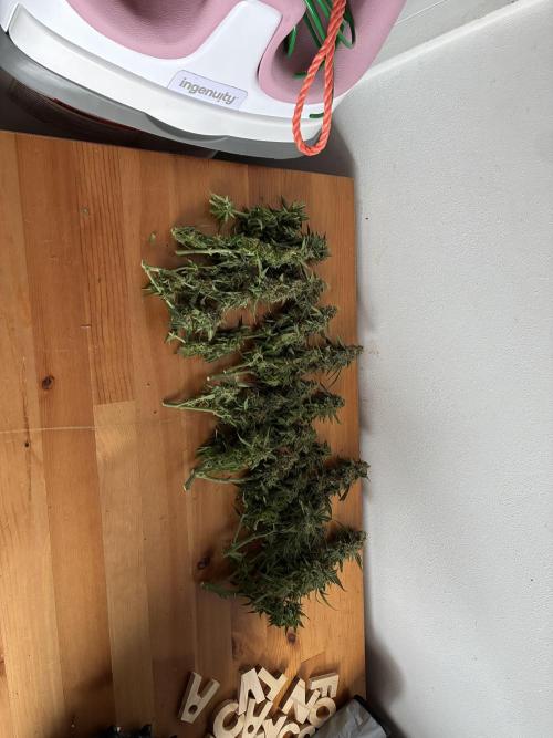 Wedding cake auto+milkywayf1 hybrid auto. Week 9 - No training