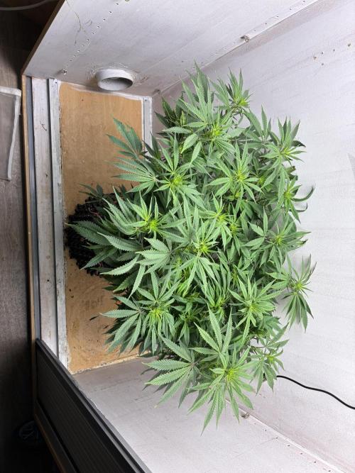 Milky way f1 hybrid auto but not auto xD. Week 1