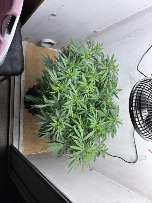Milky way f1 hybrid auto but not auto xD. Week 1