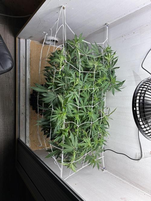 Milky way f1 hybrid auto but not auto xD. Week 1