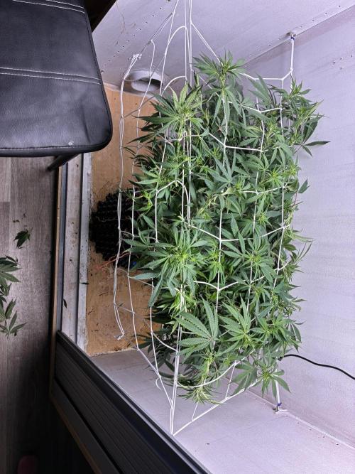 Milky way f1 hybrid auto but not auto xD. Week 1