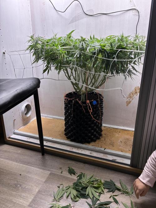 Milky way f1 hybrid auto but not auto xD. Week 1