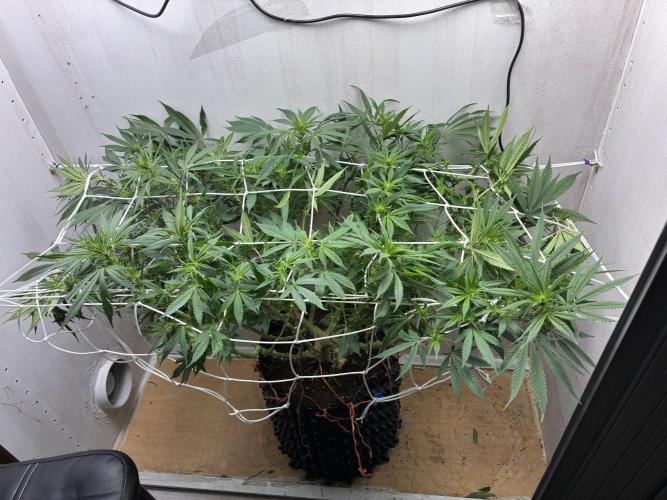 Milky way f1 hybrid auto but not auto xD. Week 2