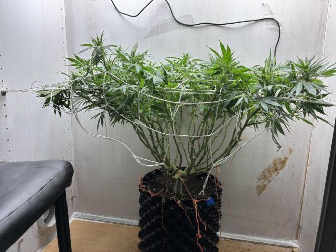 Milky way f1 hybrid auto but not auto xD. Week 2