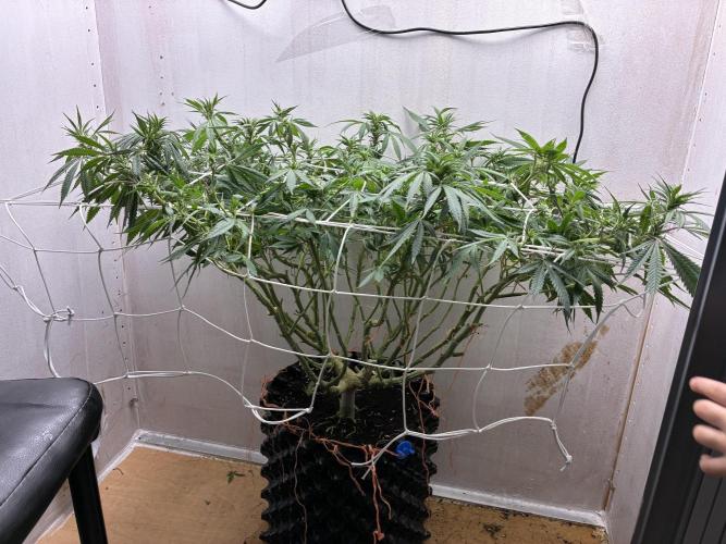 Milky way f1 hybrid auto but not auto xD. Week 2