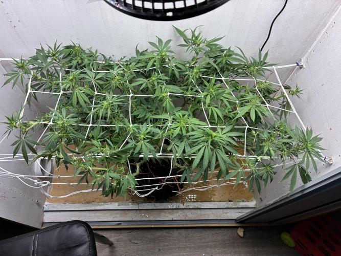 Milky way f1 hybrid auto but not auto xD. Week 2
