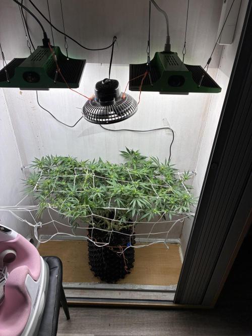 Milky way f1 hybrid auto but not auto xD. Week 3