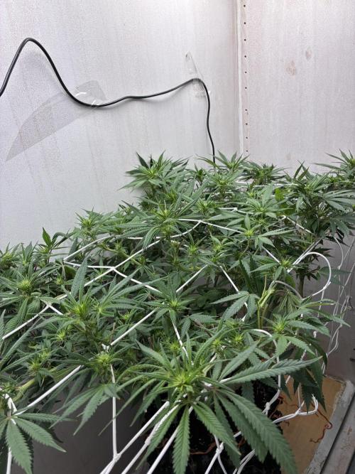Milky way f1 hybrid auto but not auto xD. Week 3