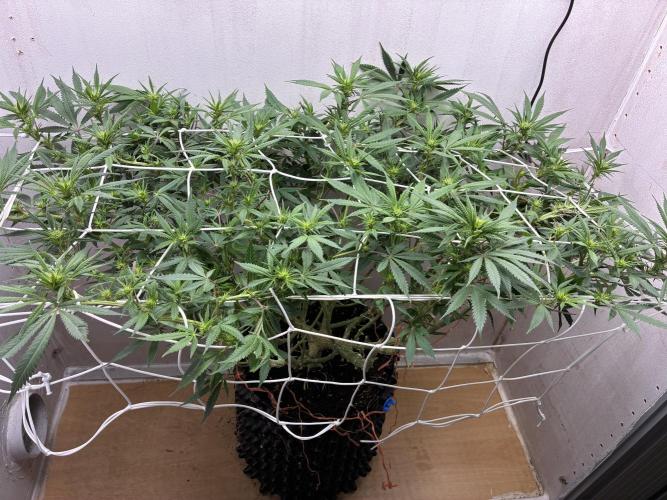 Milky way f1 hybrid auto but not auto xD. Week 3