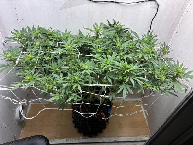Milky way f1 hybrid auto but not auto xD. Week 3