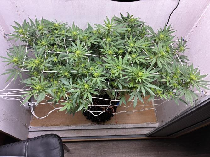 Milky way f1 hybrid auto but not auto xD. Week 3