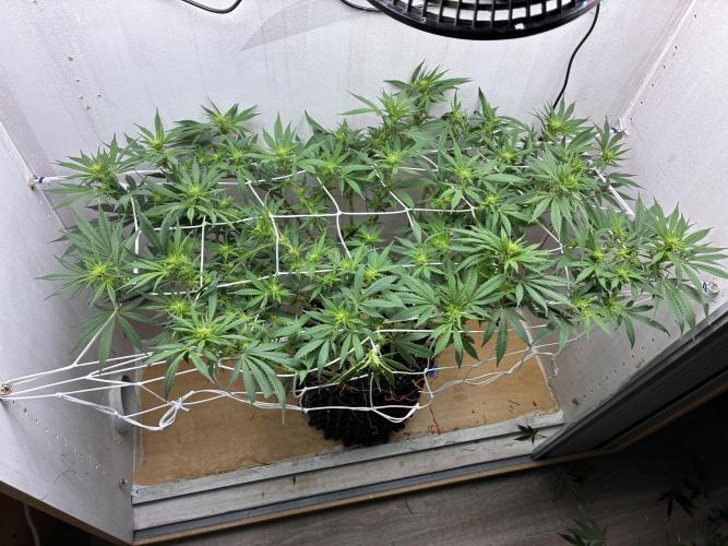Milky way f1 hybrid auto but not auto xD. Week 3