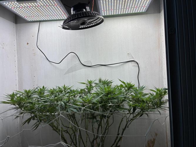 Milky way f1 hybrid auto but not auto xD. Week 3