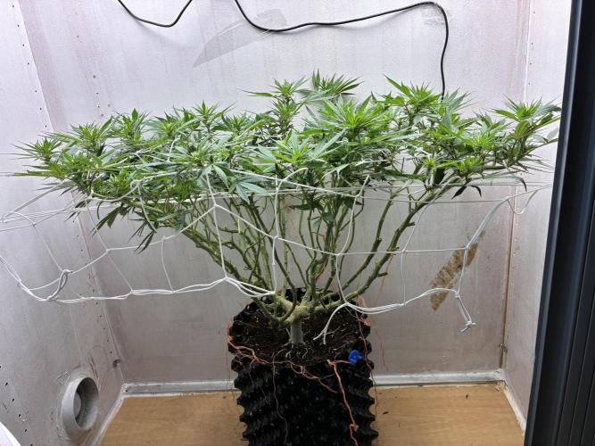 Milky way f1 hybrid auto but not auto xD. Week 3