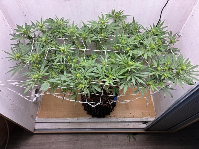 Milky way f1 hybrid auto but not auto xD. Week 3