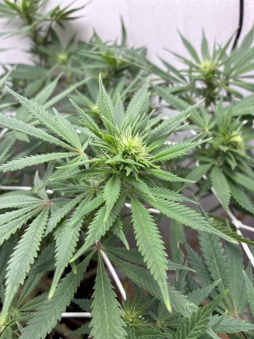Milky way f1 hybrid auto but not auto xD. Week 3