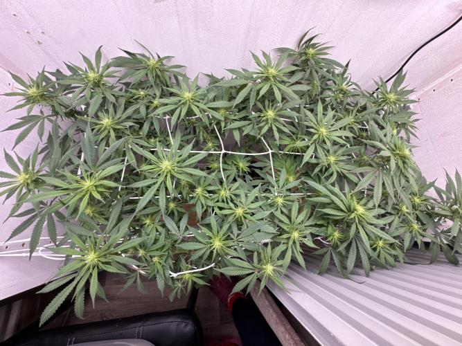 Milky way f1 hybrid auto but not auto xD. Week 3 - Belive or not ! This is one plant 