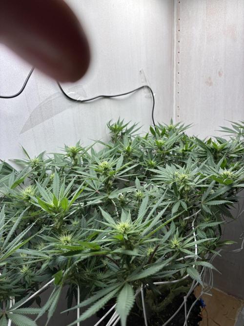 Milky way f1 hybrid auto but not auto xD. Week 4