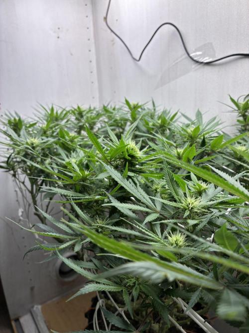 Milky way f1 hybrid auto but not auto xD. Week 4