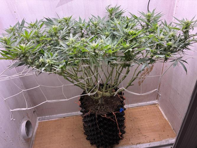 Milky way f1 hybrid auto but not auto xD. Week 4