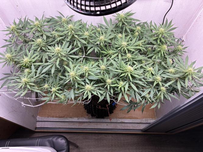Milky way f1 hybrid auto but not auto xD. Week 4