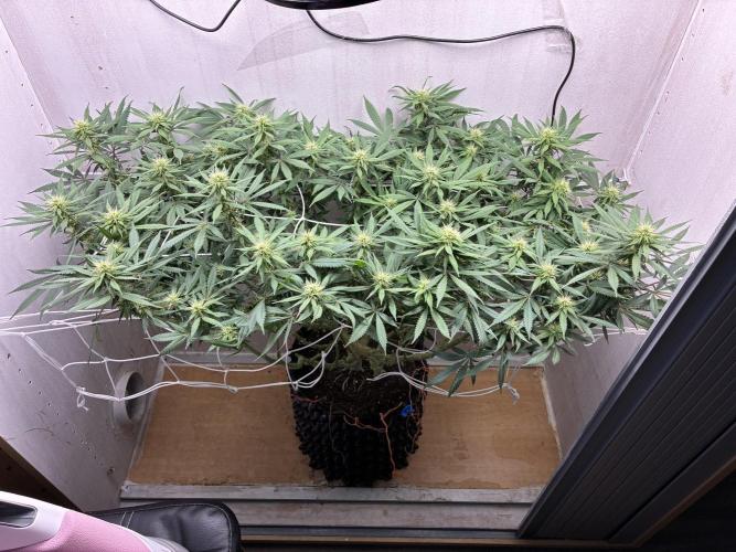 Milky way f1 hybrid auto but not auto xD. Week 4 - Its 91 days in total with this girl 💞💞💞💞
