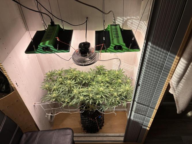 Milky way f1 hybrid auto but not auto xD. Week 4 - Vitasol works 100% 🚀🚀🚀