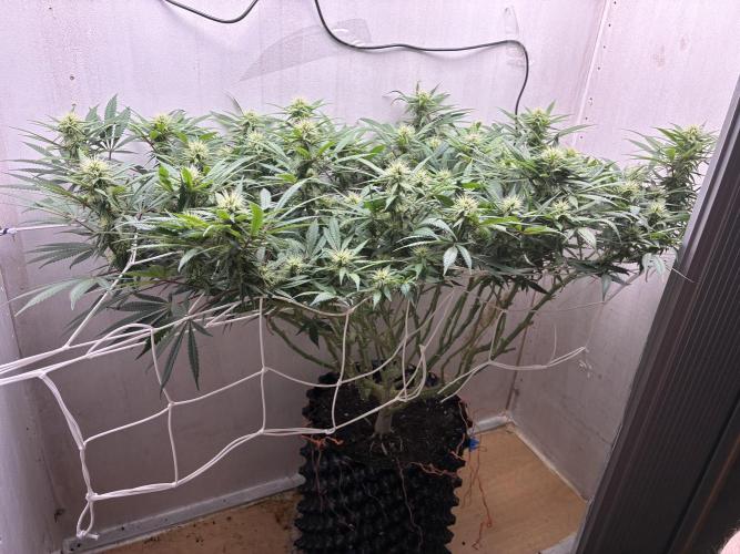 Milky way f1 hybrid auto but not auto xD. Week 4