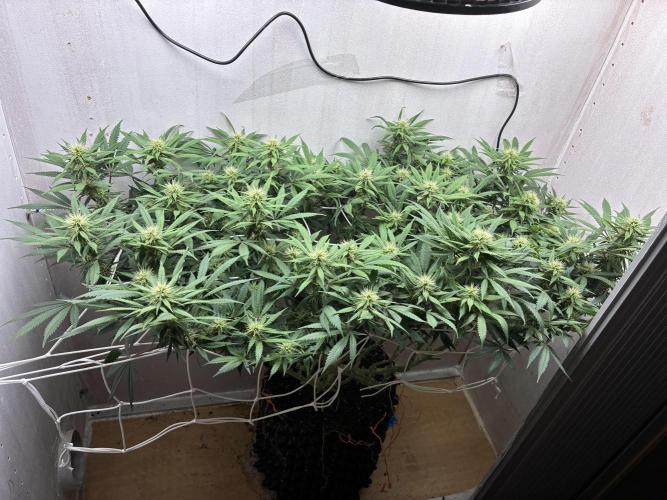 Milky way f1 hybrid auto but not auto xD. Week 4