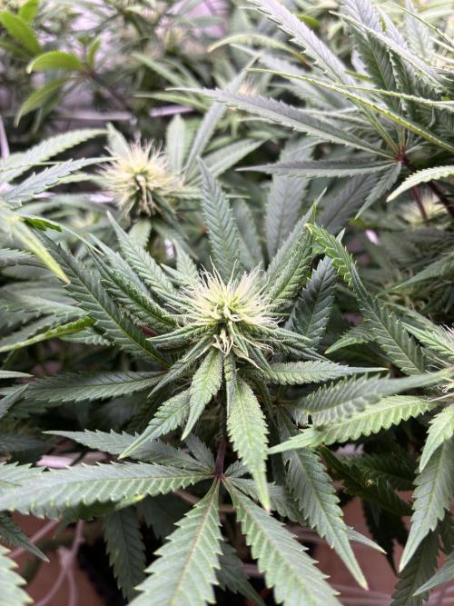 Milky way f1 hybrid auto but not auto xD. Week 4 - Smels  like multivitamin
