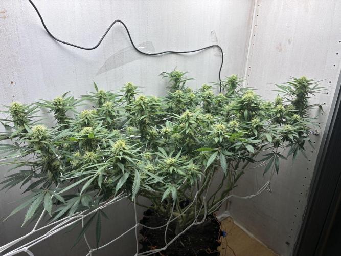 Milky way f1 hybrid auto but not auto xD. Week 4