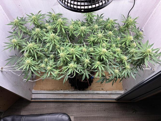 Milky way f1 hybrid auto but not auto xD. Week 4 - And defiloliation …