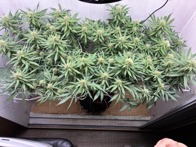 Milky way f1 hybrid auto but not auto xD. Week 5