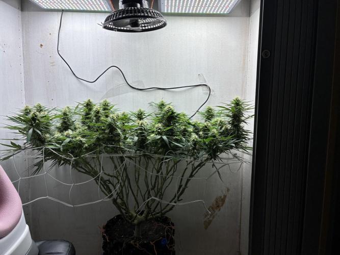 Milky way f1 hybrid auto but not auto xD. Week 5