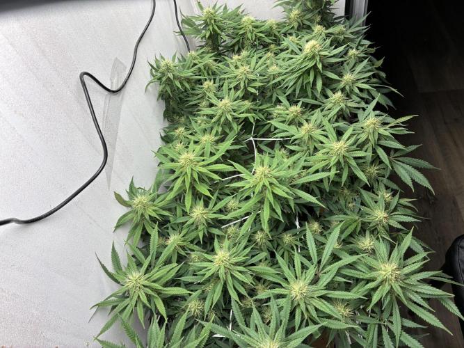 Milky way f1 hybrid auto but not auto xD. Week 5