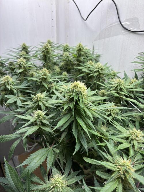 Milky way f1 hybrid auto but not auto xD. Week 5