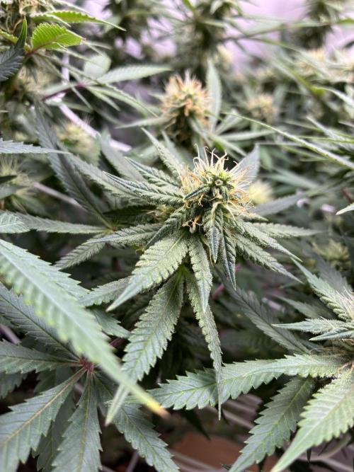 Milky way f1 hybrid auto but not auto xD. Week 5