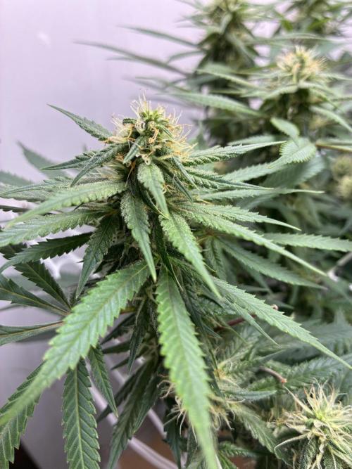 Milky way f1 hybrid auto but not auto xD. Week 5