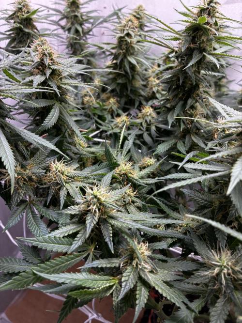 Milky way f1 hybrid auto but not auto xD. Week 5