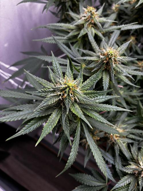 Milky way f1 hybrid auto but not auto xD. Week 5