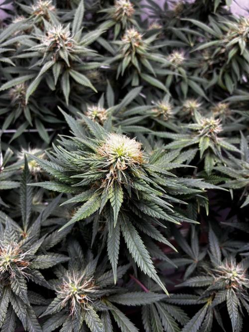 Milky way f1 hybrid auto but not auto xD. Week 5
