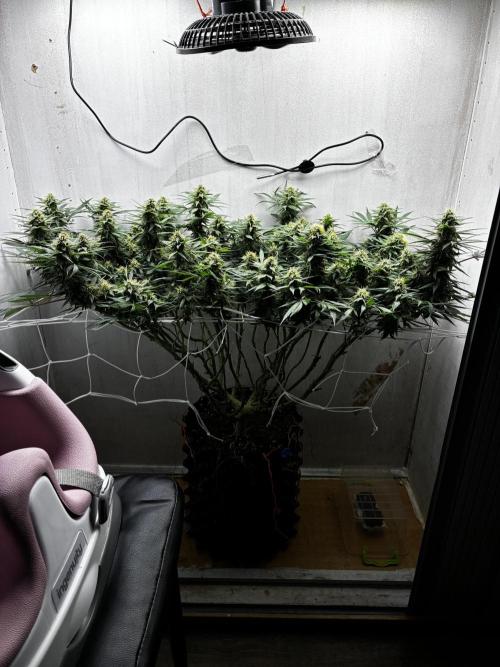 Milky way f1 hybrid auto but not auto xD. Week 5