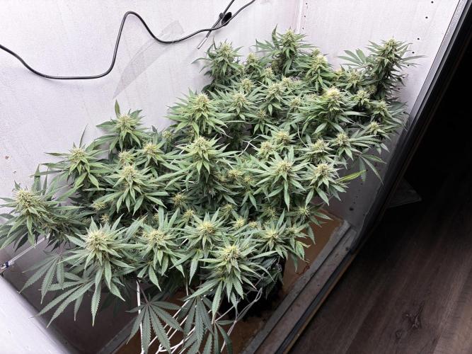Milky way f1 hybrid auto but not auto xD. Week 5