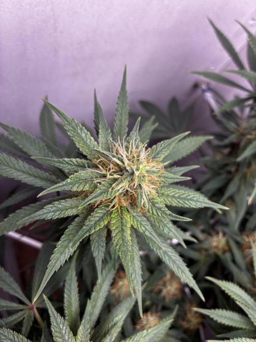 Milky way f1 hybrid auto but not auto xD. Week 5