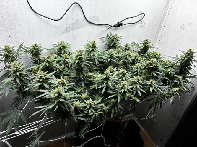 Milky way f1 hybrid auto but not auto xD. Week 5