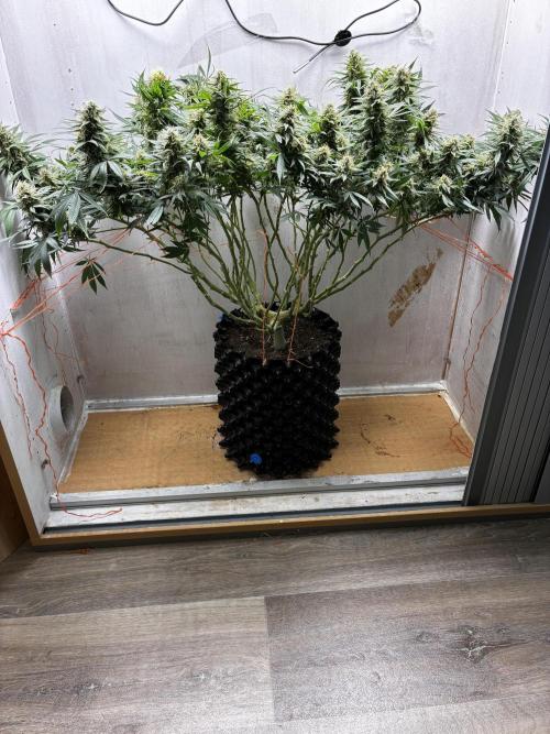 Milky way f1 hybrid auto but not auto xD. Week 6