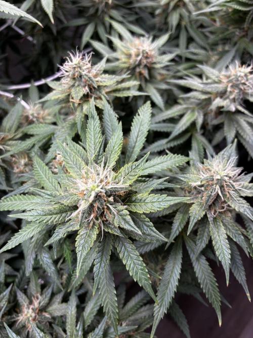 Milky way f1 hybrid auto but not auto xD. Week 6